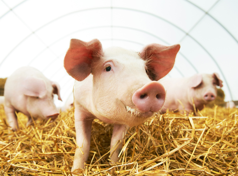 臺灣碩騰喬遷通知