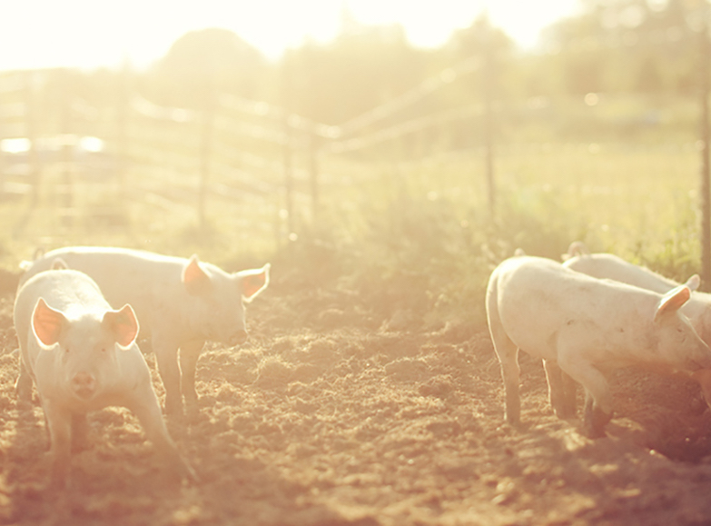 EPY? 豬黴漿菌? 熟悉又陌生的病原