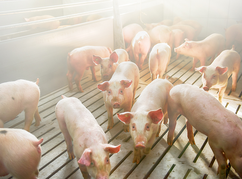 豬第二型環狀病毒 溫故與知新