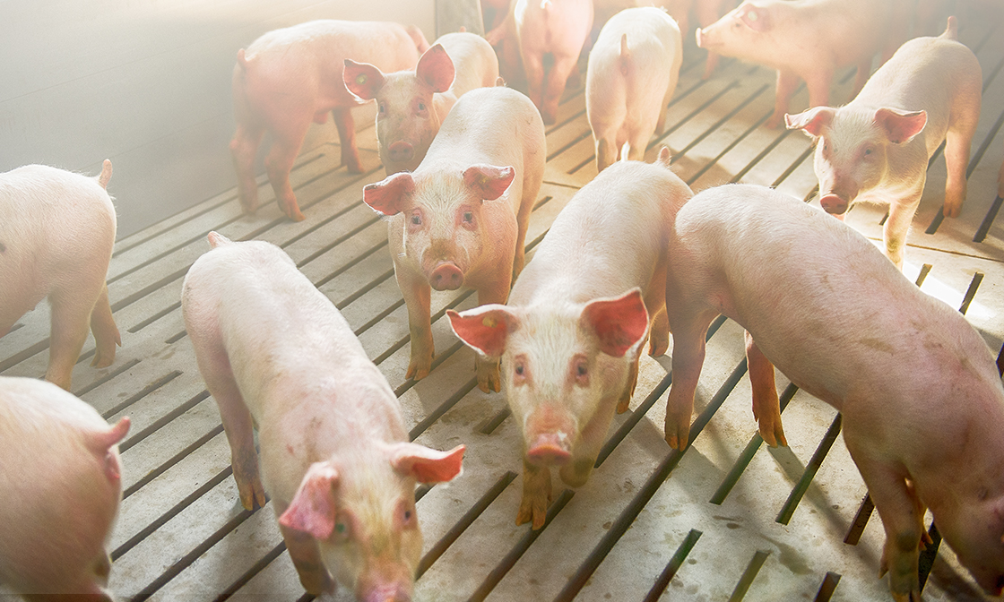 豬第二型環狀病毒 溫故與知新