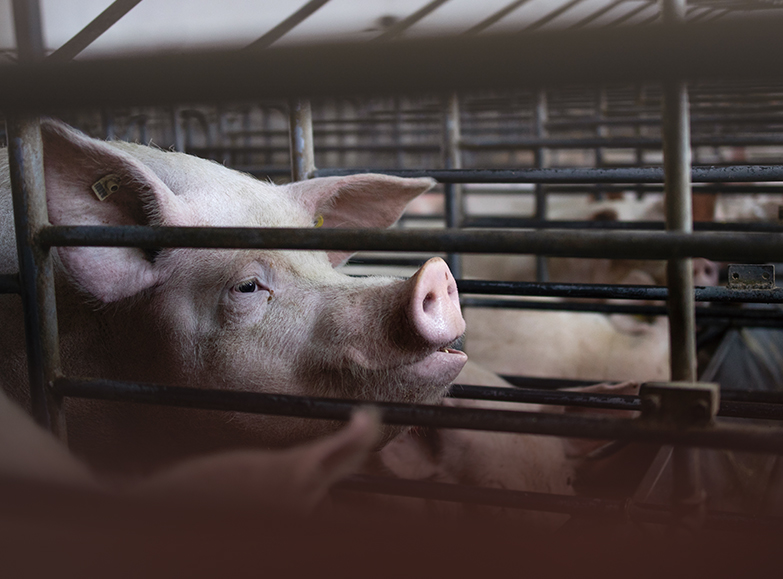 台灣養豬產業拉警報  豬隻病毒性下痢