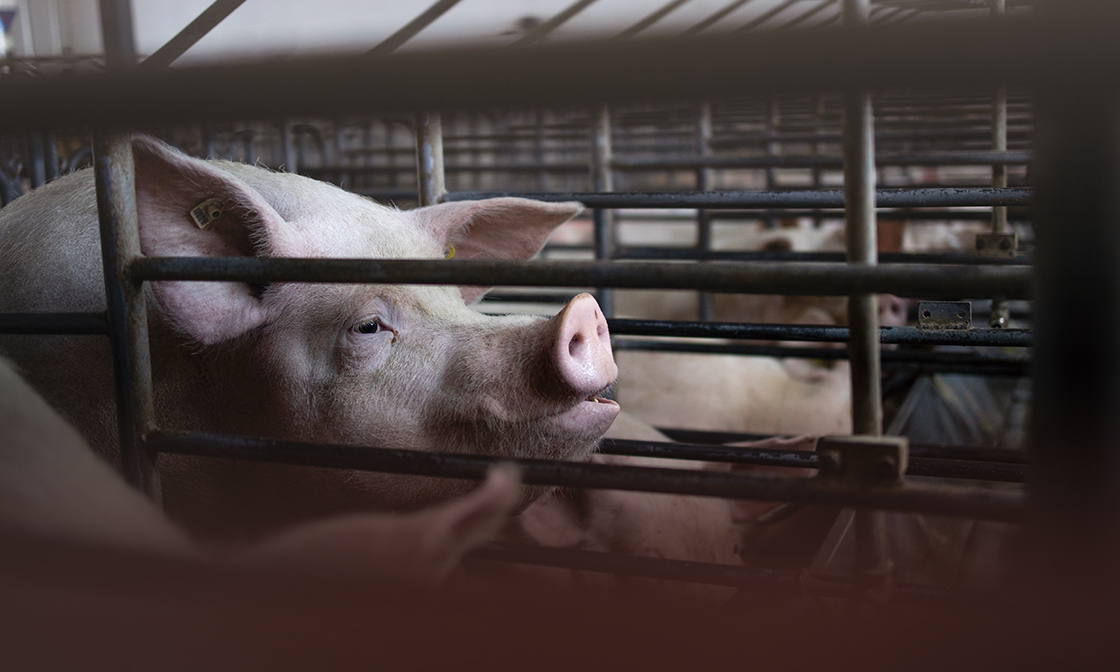 台灣養豬產業拉警報  豬隻病毒性下痢