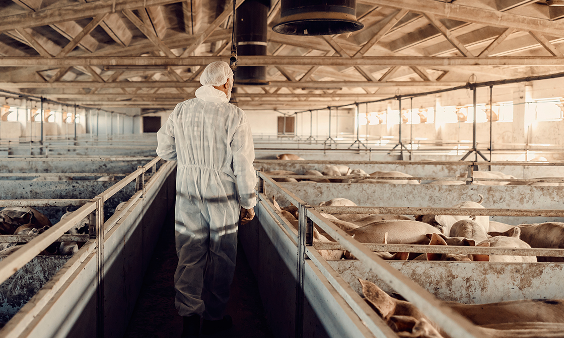 高品質保育豬 飼養管理大揭密