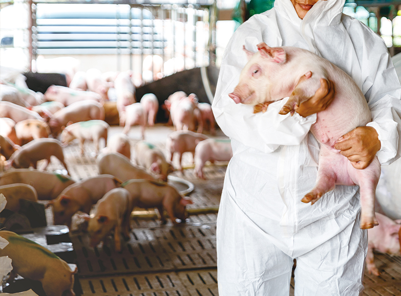 台灣豬隻現今流行重要細菌性疾病