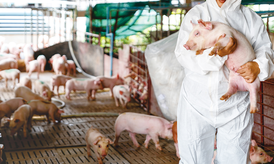 台灣豬隻現今流行重要細菌性疾病